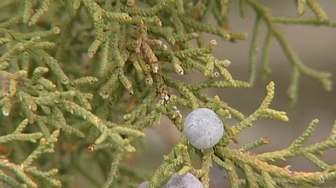 Wind Blowing in Juniper Stock Footage 93202159