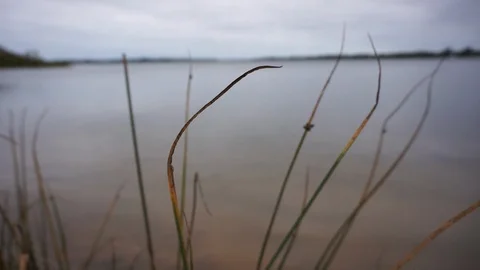 Wind blowing by the lake Stock Footage 88225077