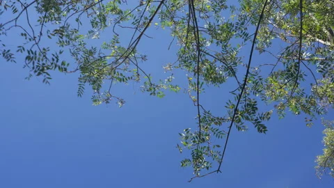 Wind blowing leaf branches with blue sky background Stock Footage 344236858