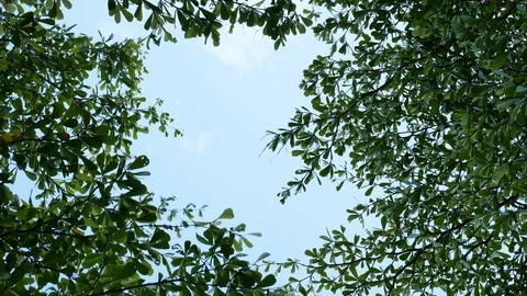 Wind blowing leaf branches on green tree with blue sky background Stock Footage 93597010