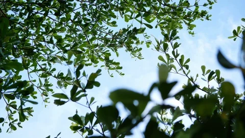 Wind blowing leaf branches on green tree with blue sky background Stock Footage 93597165