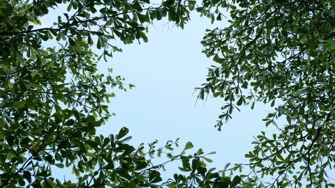 Wind blowing leaf branches on green tree with blue sky background Stock Footage 96579583
