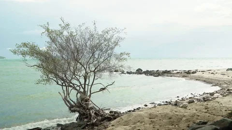 Wind blowing leaf on stand alone tree with sea water wave to reef rock beach 스톡 동영상 128943050