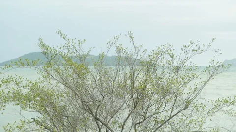 Wind blowing leaf on tree with island landscape background 스톡 동영상 128941373