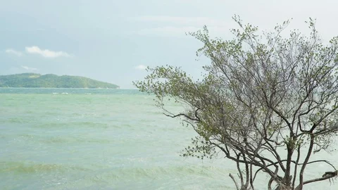 Wind blowing leaf on tree with island landscape 스톡 동영상 128942336