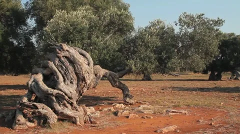 Wind blowing the leaves and branches of an olive tree Stock Footage 12050515