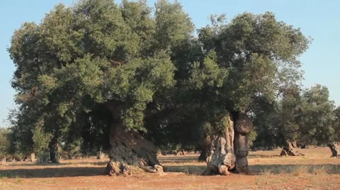 Wind blowing the leaves and branches of two olive trees Stock Footage 12053674