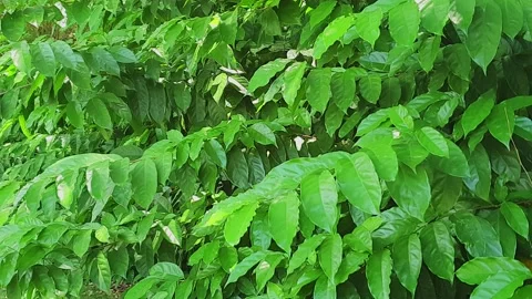 Wind blowing on leaves background. Stock Footage 161664999