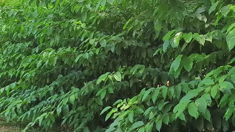 Wind blowing on leaves background. Stock Footage 161665038