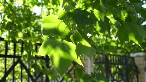 Wind blowing leaves branches Stock Footage 197913415
