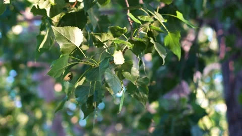 Wind blowing leaves branches 库存影片 197913698