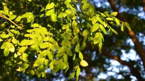 Wind blowing leaves branches Stock Footage 197913996