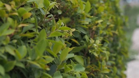 Wind Blowing Leaves. Branches The Wind before rain strom. Stock Footage 108769632