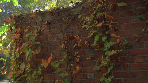 Wind blowing leaves on a brick wall- changing colors FALL Stock Footage 259157851