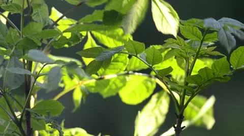 Wind blowing leaves Stock Footage 11115460