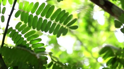 Wind blowing leaves Stock Footage 65067109