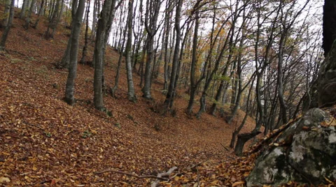 Wind Blowing Leaves of the Forest Stock-Footage 32218216