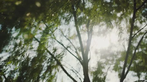 Wind blowing the leaves hanging from a tree with sunlight shining through Video stock 144819473