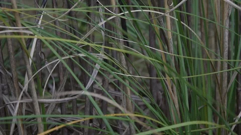 Wind blowing leaves in HD. 動画素材 129878601