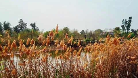 Wind blowing leaves at the lake 動画素材 236645381
