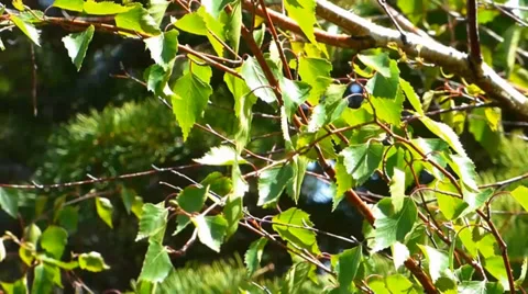 Wind Blowing Leaves Springtime Tree Video stock 38492618