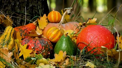 Wind blowing leaves on stack of autumn pumpkins under the tree in grass. Harvest Stock Footage 96514170