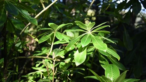 Wind blowing leaves on a tree Stock Footage 77491852