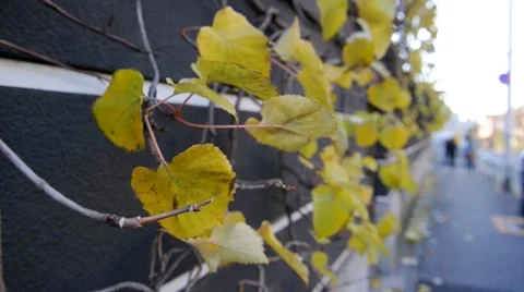 Wind Blowing Leaves While People Walk By Stock Footage 59853009