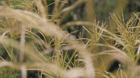 Wind blowing in long grass Stock Footage