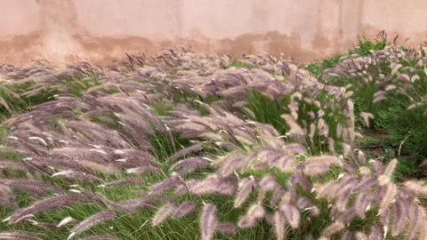 Wind blowing long grass from side to side, Marrakech, Morocco Stock Footage 271182312