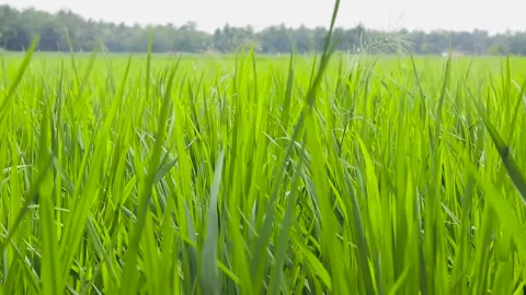 The wind blowing makes the rice plants sway in the paddy fields Stock Footage 296522892