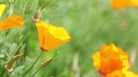 Wind blowing many poppy orange flower in garden Video stock 38688945