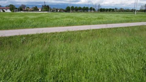Wind blowing on meadow and wheat fields 스톡 동영상 153435680