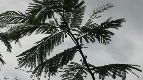 The wind is blowing in the mountains Stock Footage 219237821