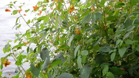 Wind blowing orange flowers Stock-Footage 79789122