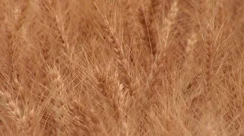 Wind Blowing Over Golden Wheat Field Stock Footage 10723026