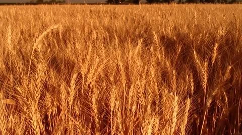 Wind Blowing Over Golden Wheat Field Stock Footage 10726523
