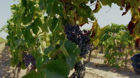 Wind Blowing Over The Grapevine Stock Footage 283761476