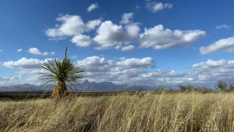 Wind blowing over the grass and a yucca at the desert Stock Footage 212631764