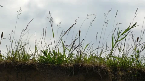 Wind Blowing over Grass on a Bluff. 4k UltraHD footage Stock Footage 67357173