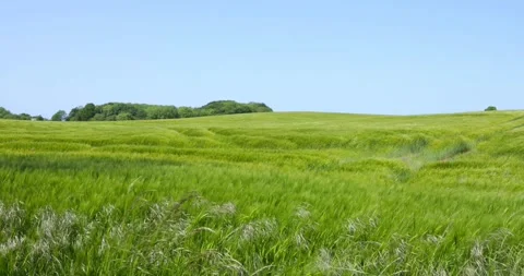 Wind blowing over green fields on hill landscape in Denmark Video stock 315285872