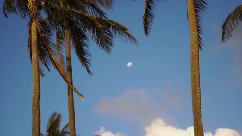 Wind Blowing Over Palm Trees During Suns... | Stock Video | Pond5