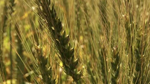 Wind blowing over a wheat field Vídeo Stock 20513169