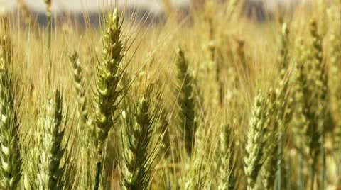 Wind blowing over a wheat field Stock Footage 20513198