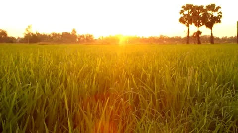 Wind blowing in the paddy rice field, at sunset Thailand 库存影片 10723157