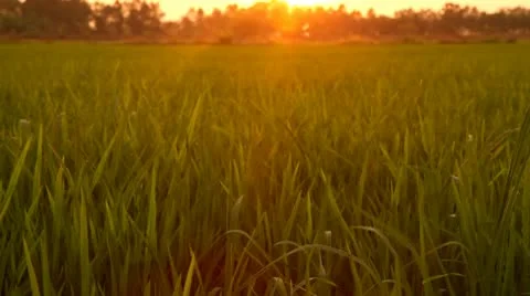 Wind blowing in the paddy rice field, at sunset Thailand 库存影片 10723332