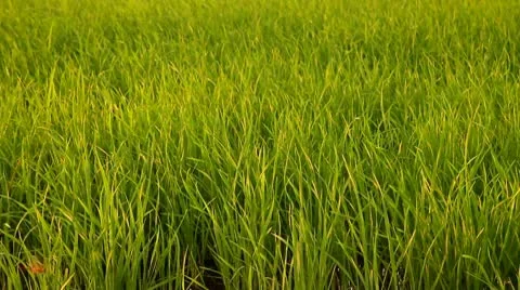 Wind blowing in the paddy rice field, in the evening Thailand 库存影片 10723508