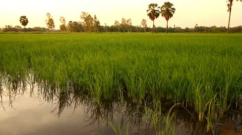 Wind blowing in the paddy rice field, at sunset Thailand 库存影片 10723579