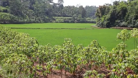 Wind Blowing In The Paddy Rice Field and... | Stock Video | Pond5