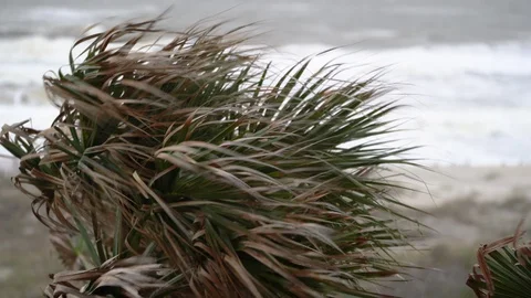 Wind blowing palm tree in severe weather on Amelia Island in Florida Stock Footage 129267472